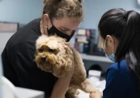 dokter hewan 24 jam untuk anjing di Jakarta Utara: Panduan Lengkap