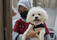 dokter hewan terdekat untuk anjing: Kriteria Utama dalam Memilih Klinik