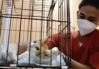 dokter hewan terdekat untuk kucing: Kriteria Utama dalam Memilih Klinik