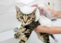 Estimasi Biaya Grooming Kucing untuk Satu Sesi: Komponen Utama yang Mempengaruhi Harga