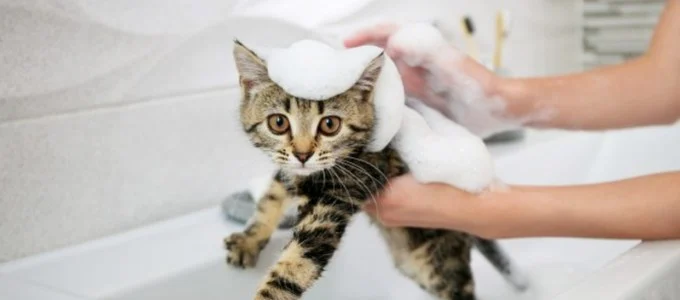 Estimasi Biaya Grooming Kucing untuk Satu Sesi: Komponen Utama yang Mempengaruhi Harga