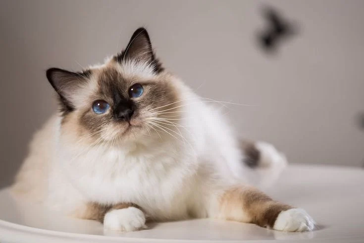 Estimasi Total Biaya Steril Kucing Betina dan Perawatan Pasca Operasi