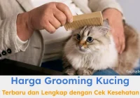 Harga Grooming Kucing di Jakarta: Rincian dan Variasi Layanan