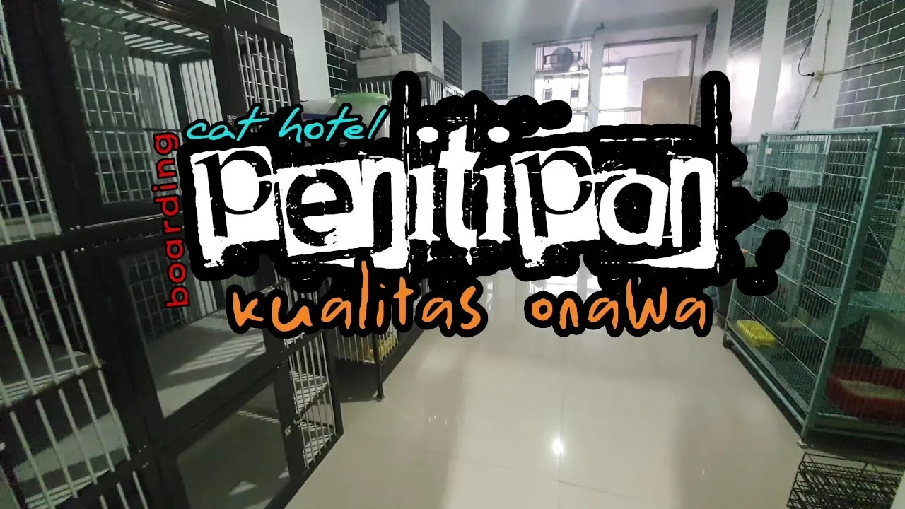 Keunggulan Penitipan Kucing 24 Jam dengan Pemantauan Video Live