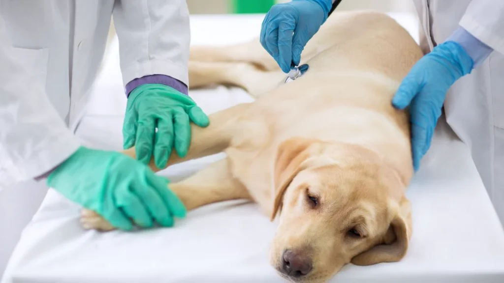 Langkah‑Langkah Awal Cara Mengobati Diare pada Anjing