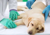 Langkah‑Langkah Awal Cara Mengobati Diare pada Anjing