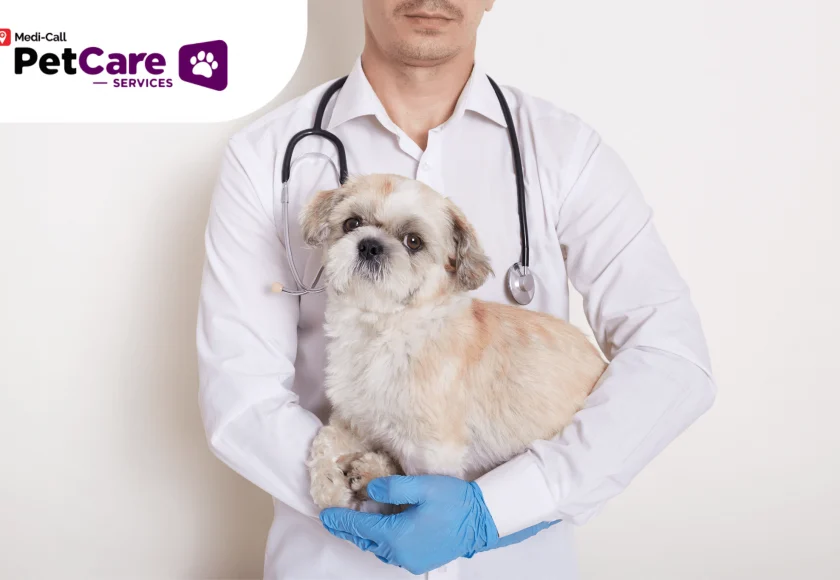 Langkah‑langkah praktis dalam cara memilih dokter hewan panggilan terpercaya