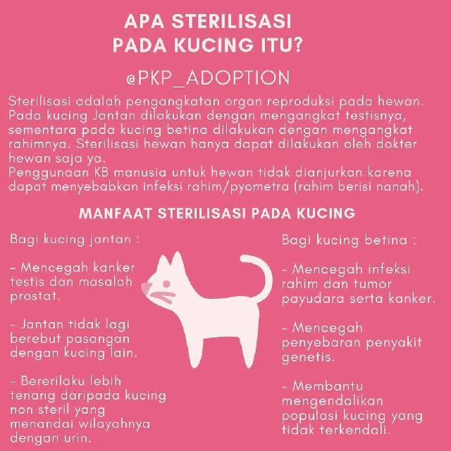 Manfaat Memilih paket steril kucing betina lengkap