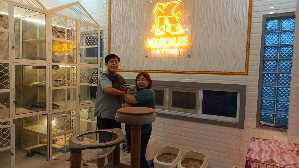 Manfaat Penitipan Kucing dengan Layanan Grooming Lengkap