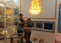 Manfaat Penitipan Kucing dengan Layanan Grooming Lengkap