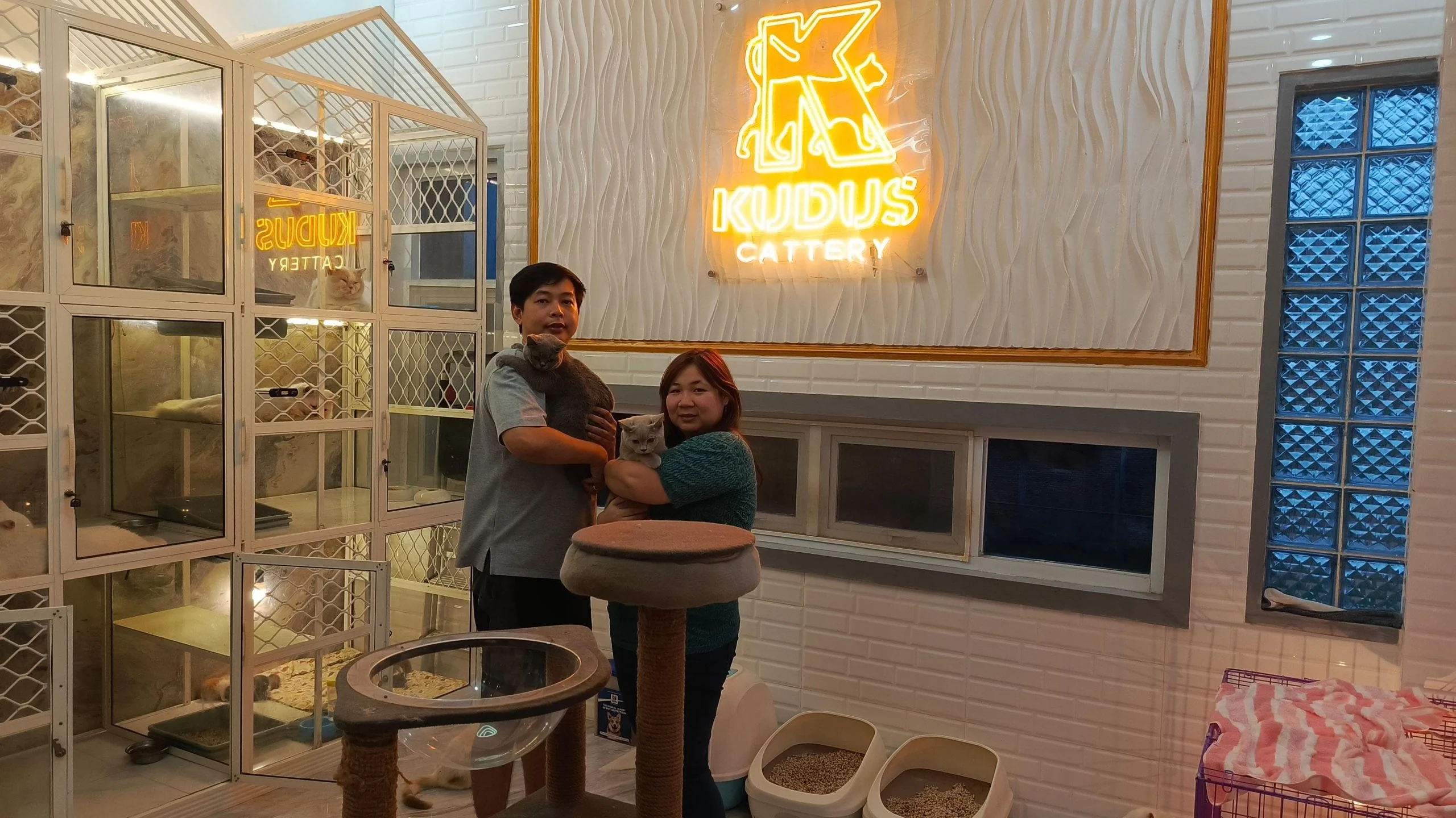 Manfaat Penitipan Kucing dengan Layanan Grooming Lengkap
