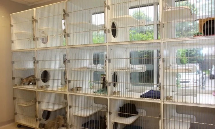 Memilih Tempat Penitipan Kucing Terpercaya untuk Kucing Senior