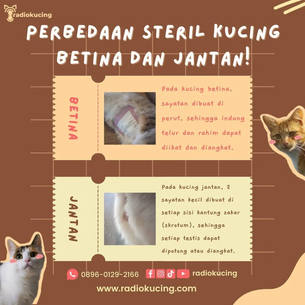 paket steril kucing betina lengkap: Apa Saja yang Termasuk?