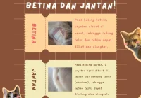 paket steril kucing betina lengkap: Apa Saja yang Termasuk?