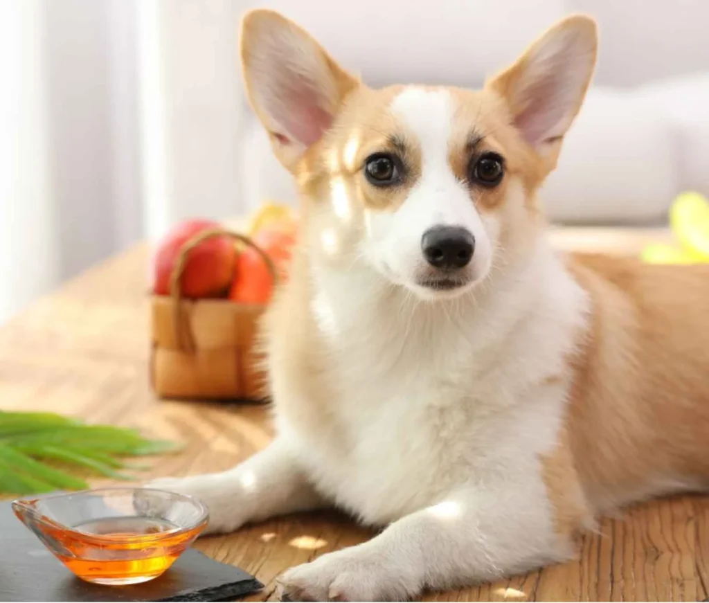 Penentuan Dosis yang Tepat untuk Anjing Besar
