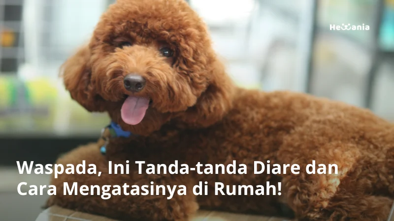 Penerapan Perawatan Rumahan dalam Cara Mengobati Diare pada Anjing