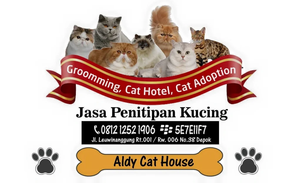 Penitipan Khusus untuk Kucing Senior