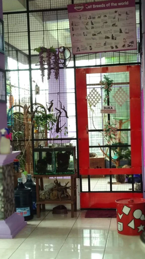 Penitipan kucing di rumah pribadi vs kennel komersial: Aspek Keamanan dan Kesehatan