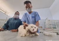 Penitipan kucing khusus ras Persia dan Maine Coon: Kriteria utama yang harus dipenuhi