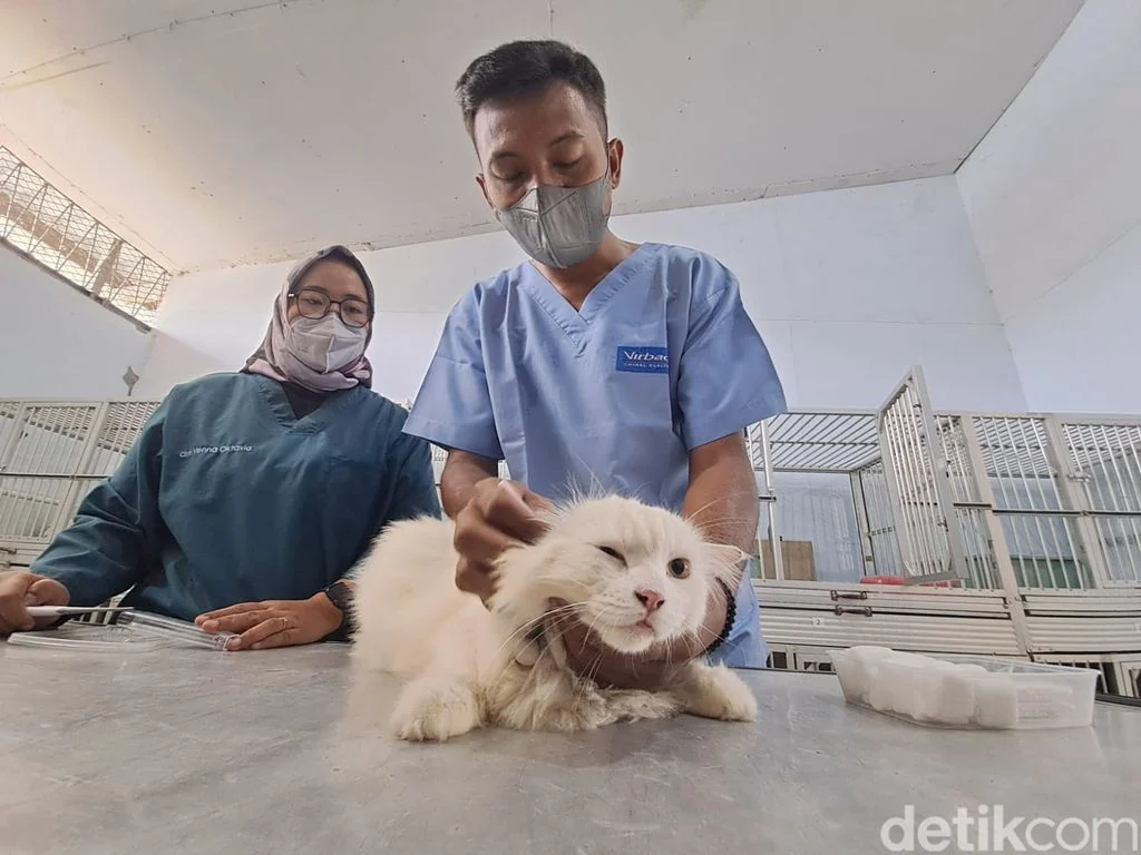 Penitipan kucing khusus ras Persia dan Maine Coon: Kriteria utama yang harus dipenuhi