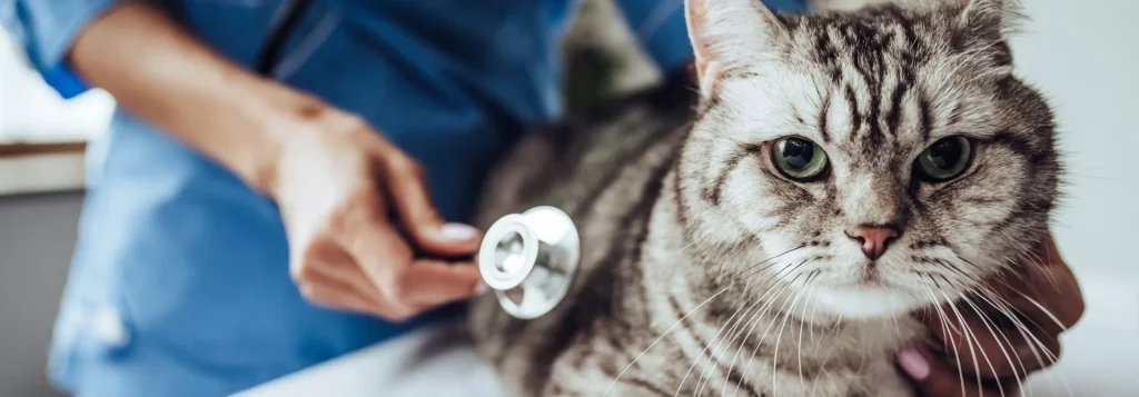Pentingnya Pemeriksaan Rutin pada Kucing