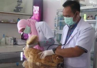 Peran dokter hewan spesialis di klinik 24 jam