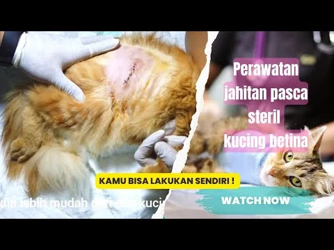 Perawatan Pasca Operasi: Menjaga Kesehatan Kucing Betina