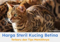 Perbandingan Harga Steril Kucing Betina antar Klinik: Faktor-Faktor Penentu