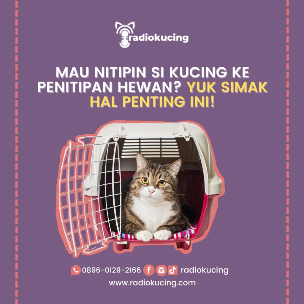 Persiapan Kucing Sebelum Penitipan Pertama Kali