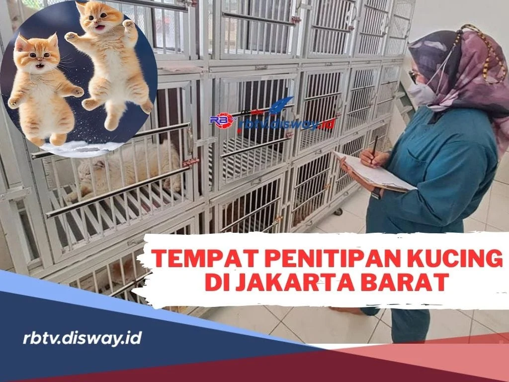Pertanyaan Umum tentang Biaya Penitipan Kucing