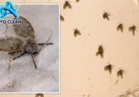 resep homemade pengusir lalat untuk kamar tidur yang ampuh dan mudah dibuat