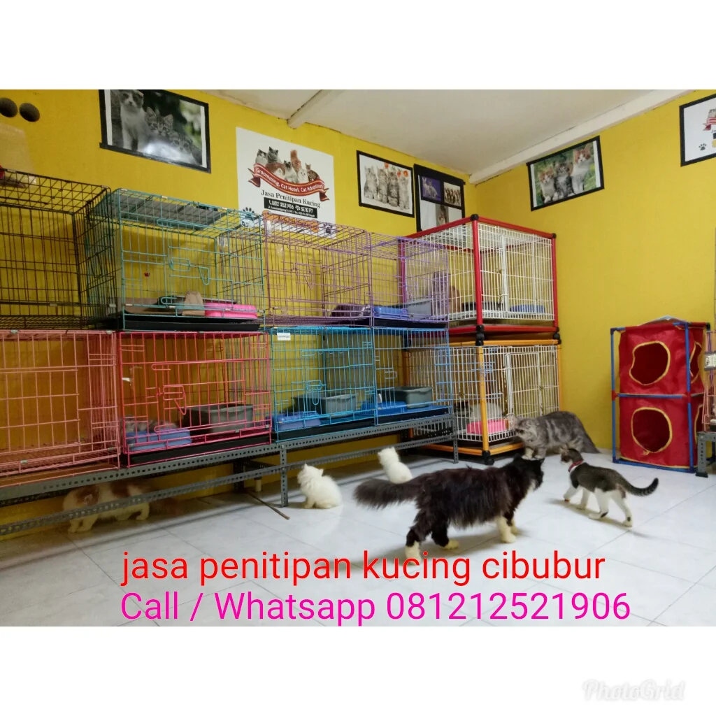 Review Penitipan Kucing di Daerah Depok: Pilihan Terbaik untuk Pemilik Sibuk