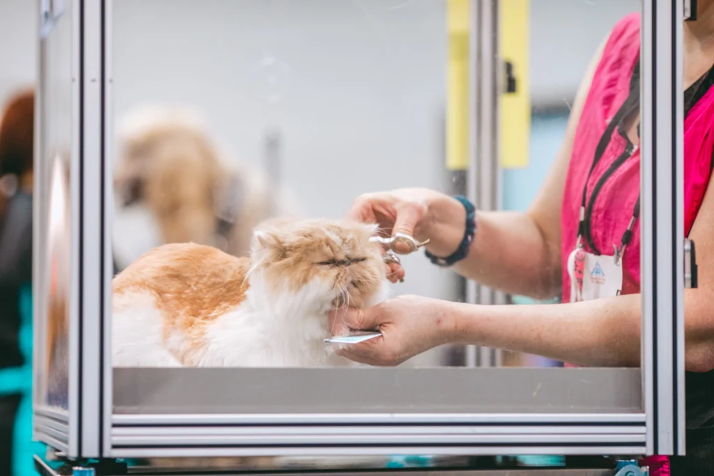 tips memilih salon grooming kucing dengan harga terjangkau: Evaluasi Fasilitas dan Kebersihan