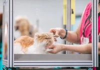 tips memilih salon grooming kucing dengan harga terjangkau: Evaluasi Fasilitas dan Kebersihan
