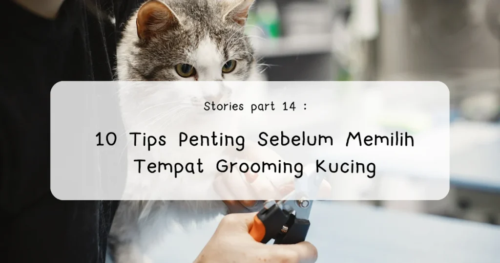 Tips Memilih Salon Grooming Kucing dengan Harga Terjangkau: Kualifikasi dan Pengalaman Staf