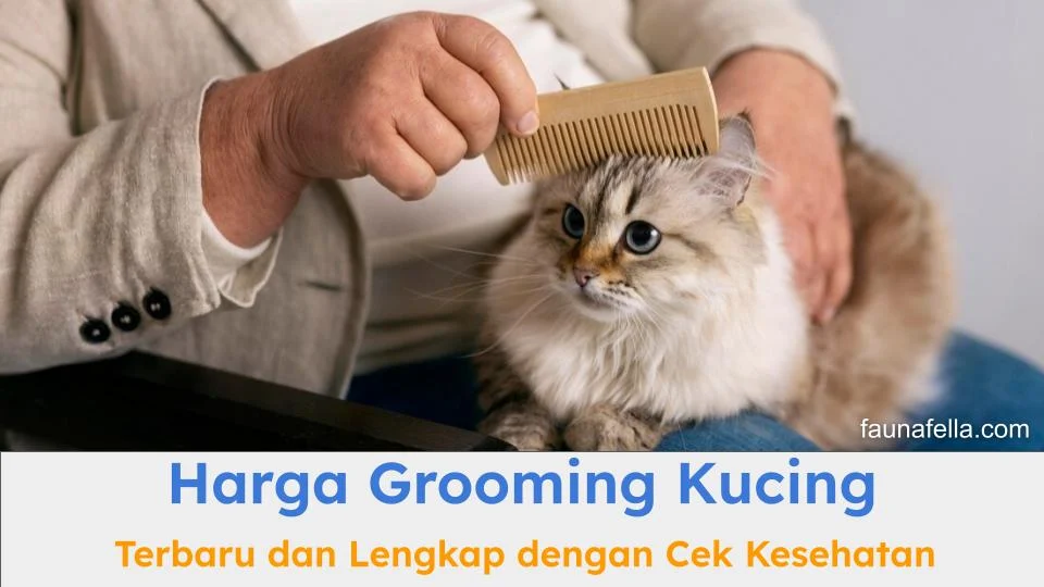 Tips Memilih Salon Grooming Kucing dengan Harga Terjangkau: Ulasan Pelanggan dan Reputasi Online