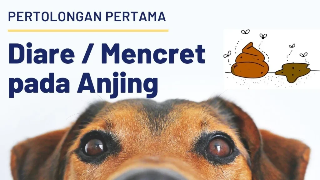 Tips Mencegah Diare pada Anjing: Langkah-Langkah Dasar yang Harus Diketahui