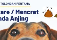 Tips Mencegah Diare pada Anjing: Langkah-Langkah Dasar yang Harus Diketahui
