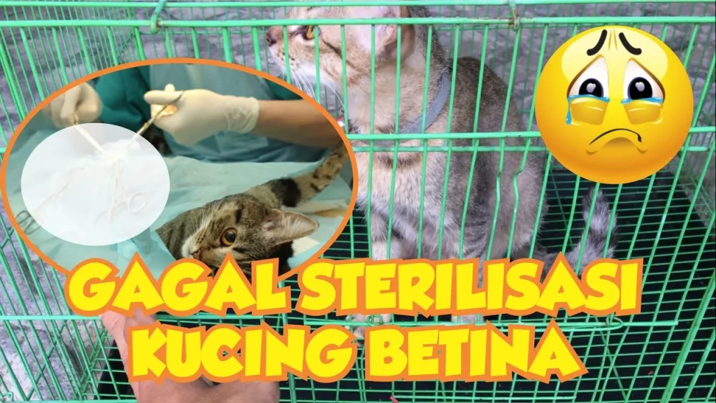 Tips Mengoptimalkan Pemulihan Pasca Steril dengan paket steril kucing betina lengkap
