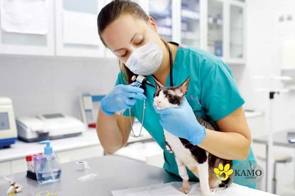 Tips Mengurangi Biaya Perawatan Klinik Hewan 24 Jam Tanpa Mengorbankan Kualitas