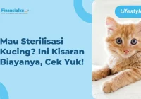 Tips Mengurangi Biaya Steril Kucing Betina Secara Efektif