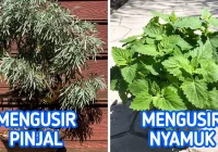 tips mengusir nyamuk dengan tanaman herbal anti serangga