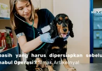 tips persiapan sebelum dokter hewan panggilan datang: langkah awal yang wajib dilakukan