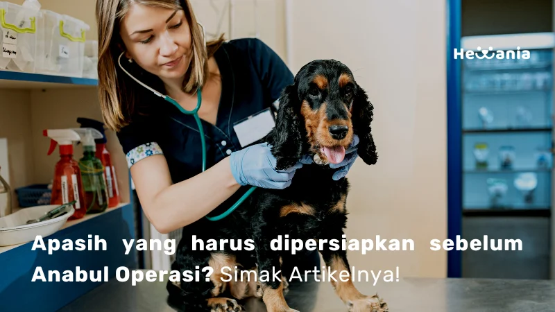 tips persiapan sebelum dokter hewan panggilan datang: langkah awal yang wajib dilakukan