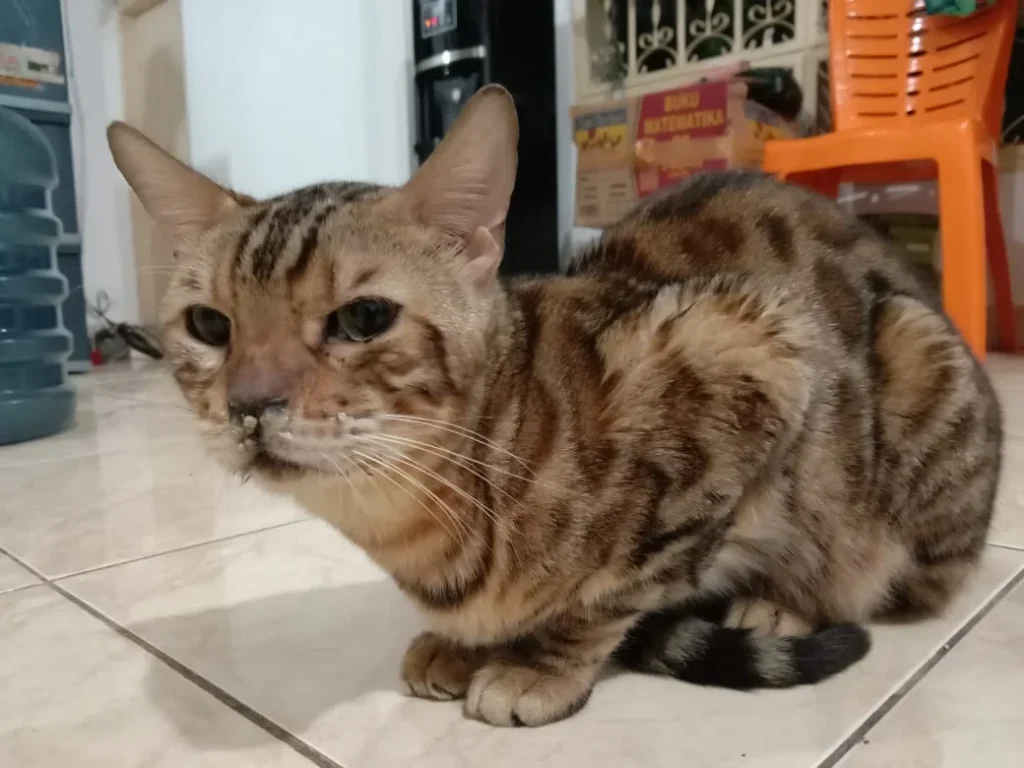 Tips Praktis Menghadapi Darurat Hewan Peliharaan